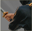 YTC 6952 Black Ninja Cold Cast Resin Statue by YTC Summit International Inc